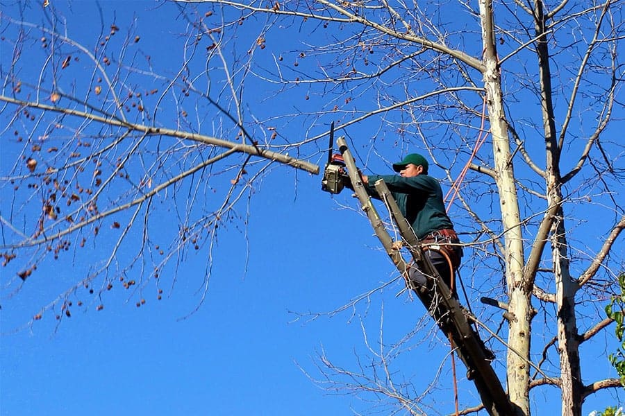 Man Cutting Tree
