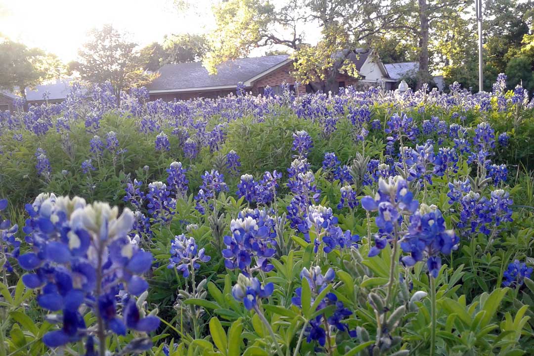 Bluebonnets cover a field in the suburbs of San Marcos.