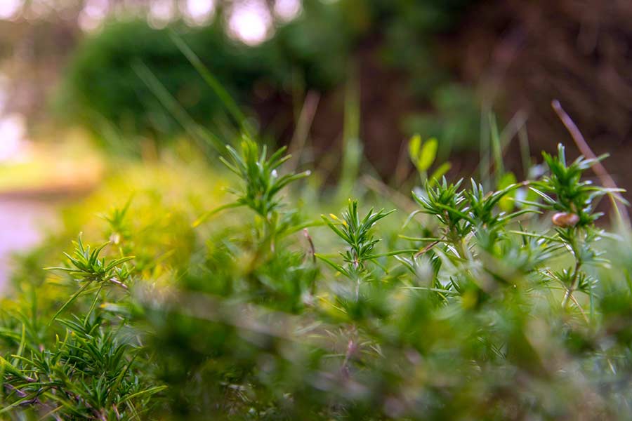 Garden herbs planted in repurposed rain gutters